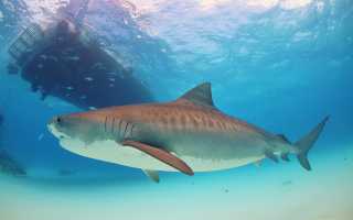Тигровая акула фото википедия