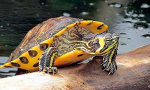 Желтоухая черепаха сколько живет