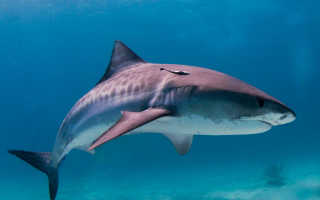 Самая большая тигровая акула