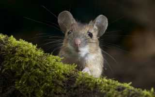 Мышь серая обыкновенная