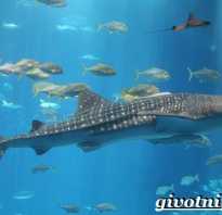 Китовая акула размножение