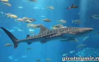 Китовая акула фото вес и рост