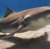 Самые хищные акулы в мире