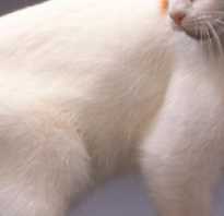 Японский бобтейл кошка фото