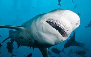 Тупорылая акула фото