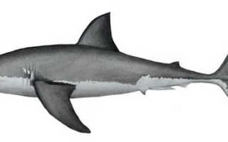 Картинки белой акулы