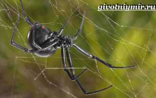 Черная вдова паук чем питается
