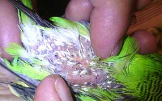 Как избавить попугая от блох