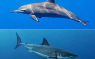 Кто быстрее дельфин или акула