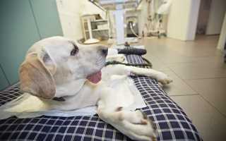 Лекарства при эпилепсии у собак