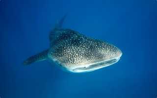 Опасна ли китовая акула для человека