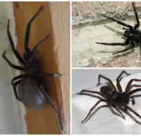 Фотки домашних пауков