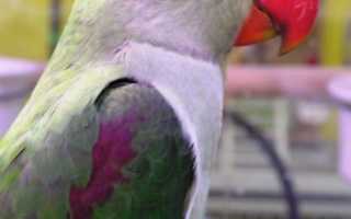 Разведение александрийских попугаев