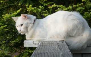 Породы кошек белого окраса фото