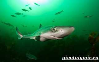Фотографии акулы катран