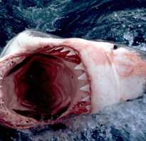 Белая акула физические данные