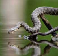 Змеи плавающие под водой