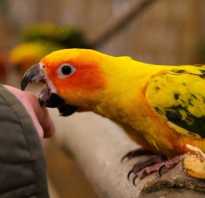 Что сделать чтобы попугай не кричал