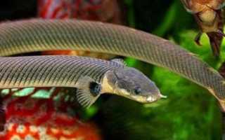Каламоихт калабарский рыба змея